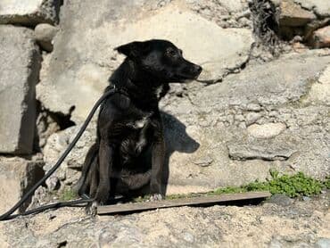 стрижка собак на дому недорого: Ищем дом для молодой стерилизованной девочки. Привита. Привезём сами — 2