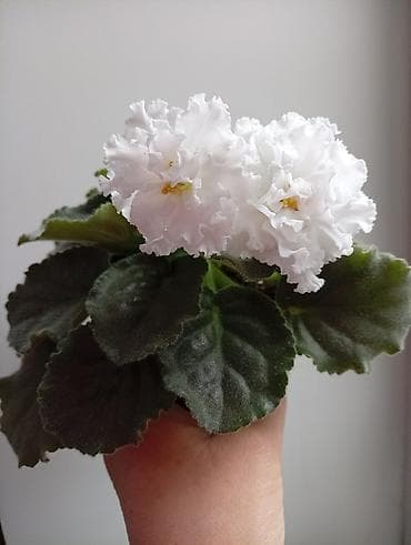 цветы канны: Продаю фиалки есть детки — 1