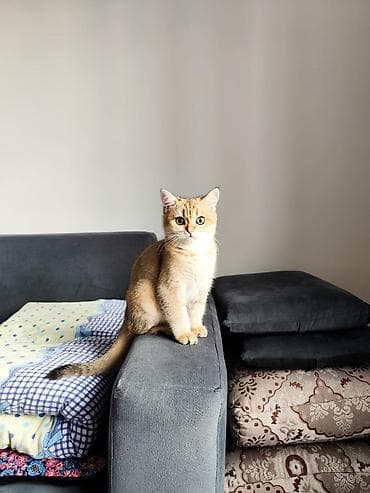 британская короткошерстная кошка: Скотиш Страйт (Шотландская прямоухая), 5 месяцев, Мальчик, Золотая шиншилла, Приучена к лотку — 3