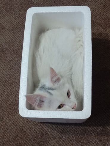 Вязка кошек: Отдам кошечку в хорошие руки. Белая девочка, сибирская кошка, к лотку — 2