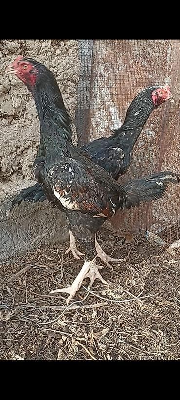 робота шаурма кара балта: На продажу жожики миксованные О Шамо+Шалпан цена по 4000 сом — 2