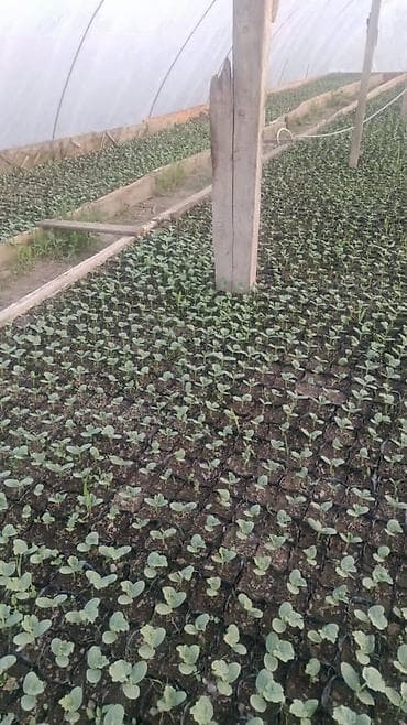 подставка для светов: Дарбыз көчөт — 2