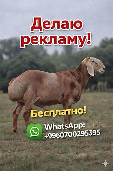 рыжая: 🐑 Бесплатная реклама овец !!! 📈 60К+ просмотров в месяц 🔥 Быстро — 3