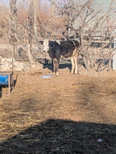 купить собаку для охоты: Продаю | Тёлка | На откорм | Привязанные — 1