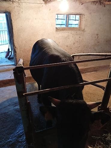 бройлер тушки: Продаю | Бык (самец) | На откорм | Племенные — 1