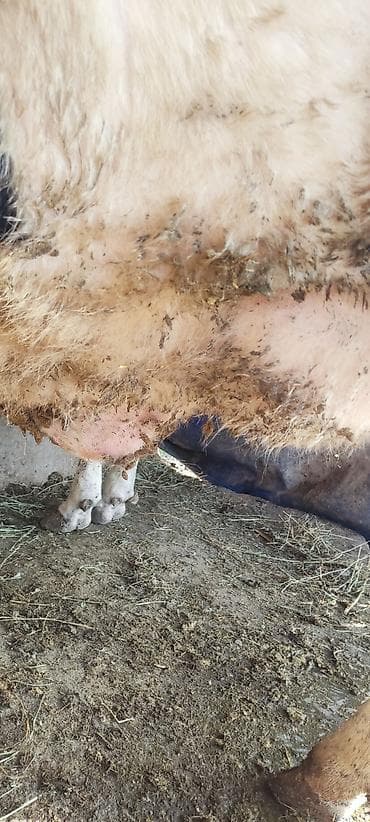 быков: Продаю | Корова (самка) | Для молока — 3