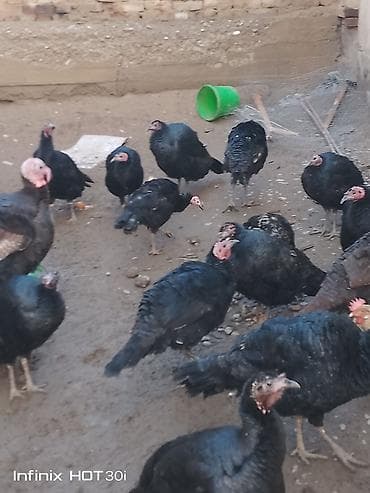 Продаю | Индюшка (самка) | Для разведения | Племенные