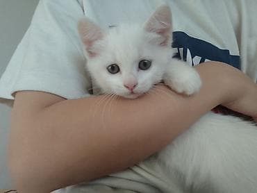 котята ош: 2 месяца, Девочка, Белый, Приучена к лотку — 2