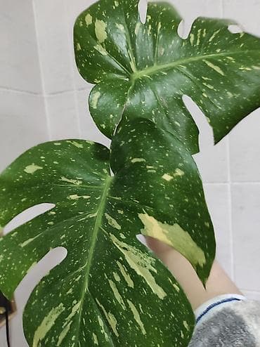 принцесса: Монстера Тайское Созвездие черенки 1200 Монстера Альба черенки от — 1