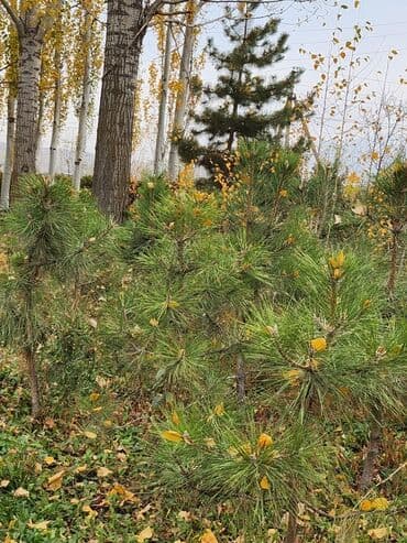 садовый стол: Продаются хвойные и лиственные деревья🌲🌳 - Голубая ель от 0,8-5м - — 12