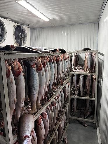 балык фарель: Форель на подвесе замороженная. Не потрошенная. Форель радужная. Вес — 3