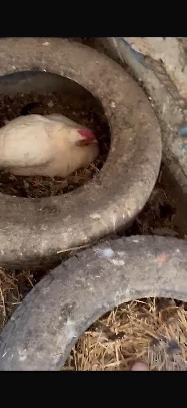 куплю домашних курей: Продаю | Куры | Домашняя | Для разведения — 1