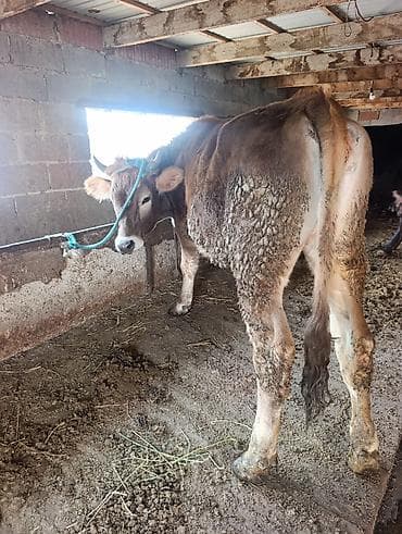 С/х животные и товары: Продаю | Тёлка | На откорм | Привязанные — 2