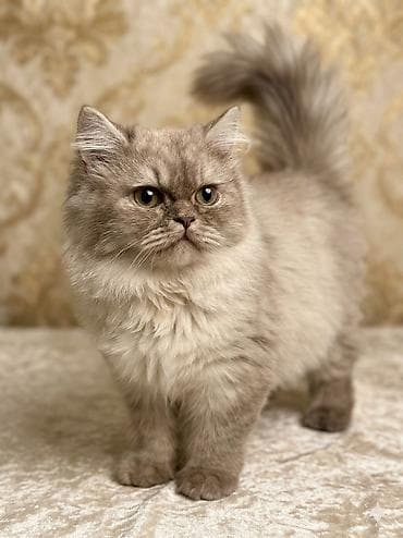 вислоухие котята фото: Британская короткошёрстная, 4 месяца, Мальчик, Шоколадный — 2