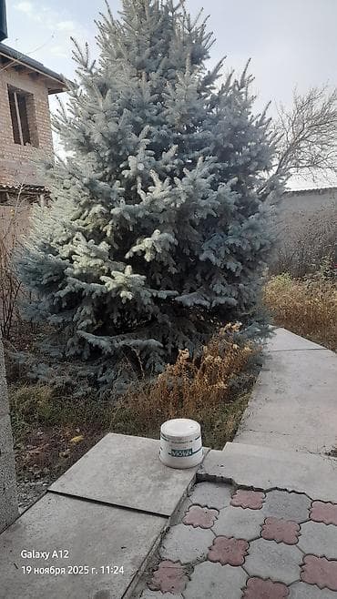 куплю голубой ель: Ель голубая (Picea pungens, Blue Spruce) - Декоративное хвойное — 1