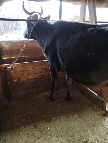 жаныбарлар: Сатам | Уй (ургаачы) | Швиц | Көбөйтүү үчүн, Сүт алуу үчүн | Бооз — 3