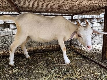 Продам с/х животных: Продаю | Коза (самка) | Зааненская | Для молока | Племенные — 2