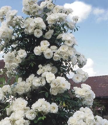 кой сатам: Садовые розы (кустарниковые/чайно-гибридные, множество сортов) - — 9