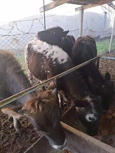 высокодойная корова: Продаю | Бык (самец), Тёлка | Полукровка, Швицкая, Бельгийская | На откорм, Для разведения, Для молока | Племенные, Искусственник, Привязанные — 1
