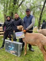 продажа козлов: Продаю | Овца (самка) | Арашан | Для разведения | Матка — 16