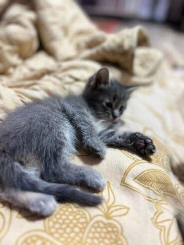 вислоухая кошка сколько стоит: Очаровательные котята серого окраса (табби) с выразительными глазами и — 4
