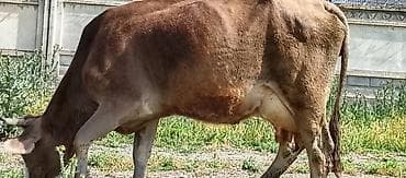 Животные: Продаю | Корова (самка) | Для молока — 2