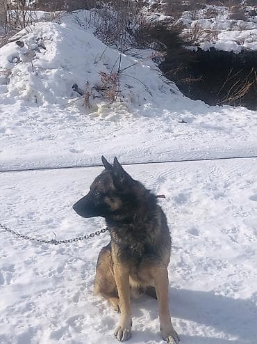 Кошки: Овчарка, 3 года, Самец, С родословной — 2