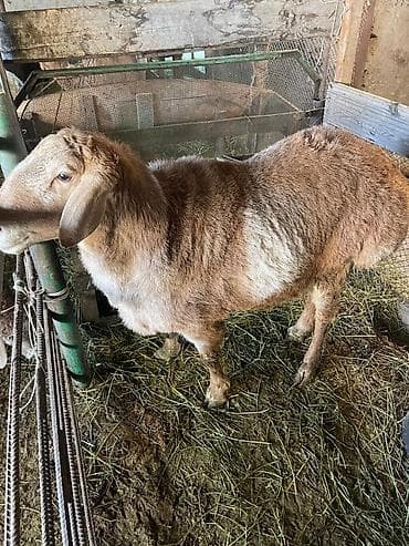 овчарка белгийский: Продаю | Баран (самец) — 2