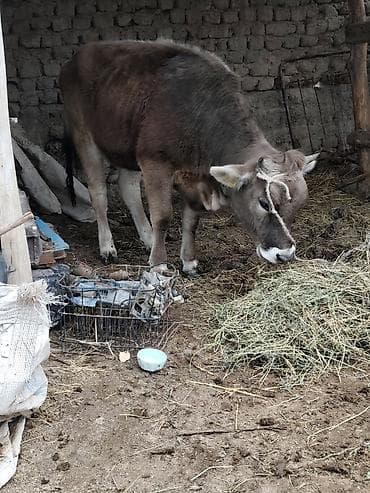 голуби птицы животный: Продаю | Тёлка | Для молока — 1