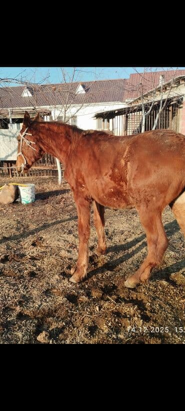 бык продаю: Продаю | Жеребенок | Рабочий — 2