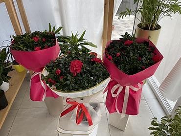 Дом и сад: Азалия в декоративной упаковке - Пышноцветущие азалии с крупными — 1