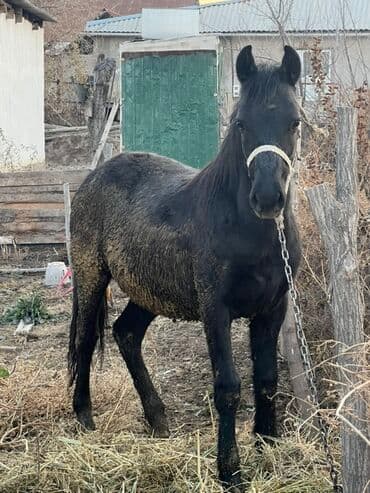 Продаю | Кобыла (самка) | Рабочий