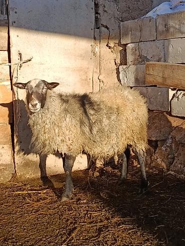 тазы собака: Сатам | Ургаачы кой (ургаачы) | Көбөйтүү үчүн | Ургаачы — 5