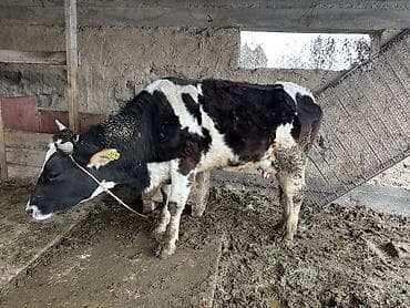 Үй жаныбарлары: Сатам | Уй (ургаачы) | Сүт алуу үчүн | Жасалма уруктандырылган — 1