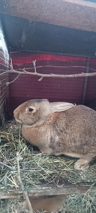 Зоотовары: Продаю | Кролик самец | Для разведения — 3
