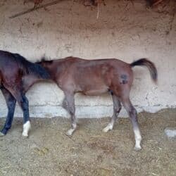 домашние птицы: Продаю | Жеребенок — 7