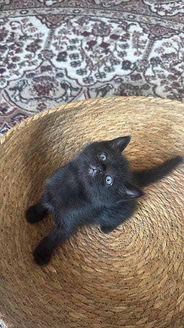 куплю котят: Котята от британской кошки (на фото мама). Особенности: - — 3