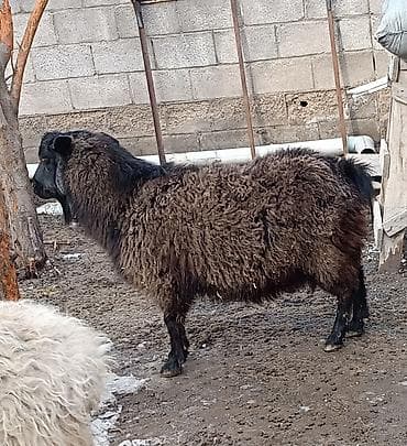 козел для случки: Продаю | Баран (самец) | Для разведения | Матка — 4