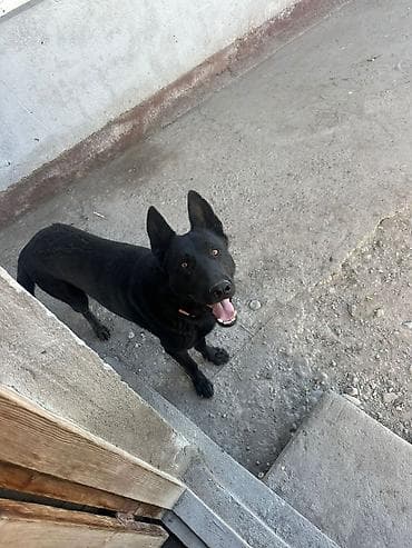 Черная собака среднего-крупного размера с прямыми стоячими ушами и