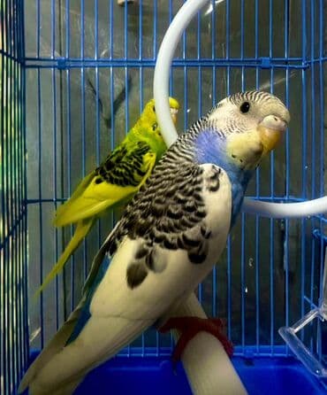 купить попугая волнистого: Волнистые попугайчики — яркие и общительные домашние птицы. Описание — 4