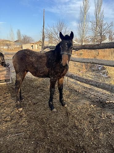 купить лошадь недорого: Продаю | Конь (самец), Жеребец, Жеребенок | Полукровка | Для разведения, Рабочий, Конный спорт — 6