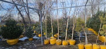 диваны бишкек табылга: Пихта,Голубые ели,Голубая ель,Сосна,Можевельник,Ёлка — 8