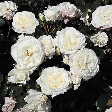 продаю шиповник: Рассада цветка: Розы — 6