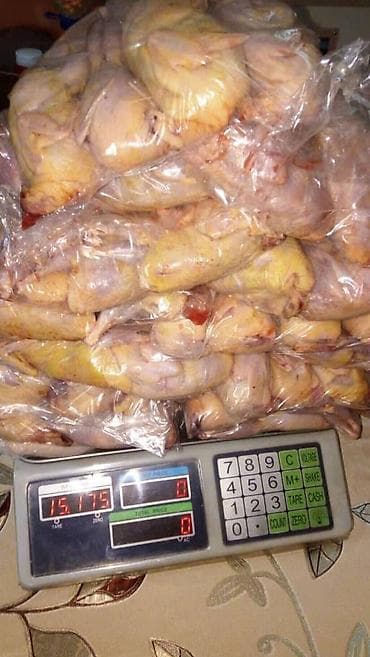 Мясистые перепелиные тушки вес 300 грамм. Мы в центре города — 1