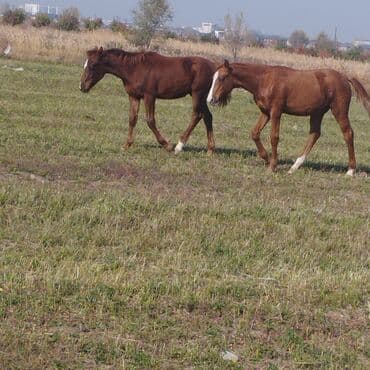цены породистых собак: Продаю | Жеребенок | Для разведения — 9