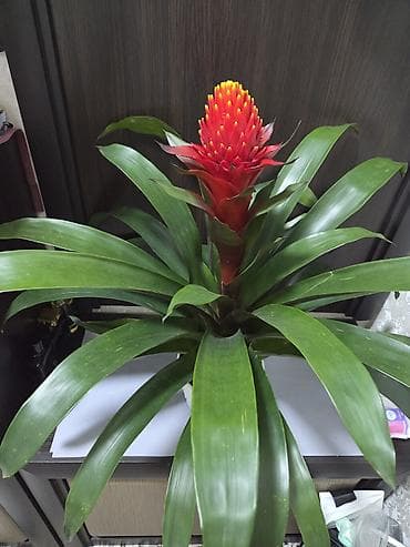 стар: Антуриум Андре — комнатное цветущее растение с глянцевыми — 2