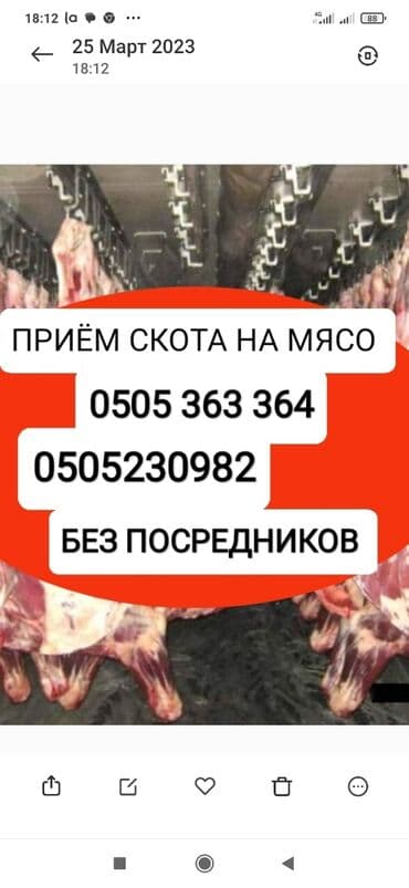 дом животных: Куплю | Коровы, быки, Лошади, кони | Круглосуточно, Любое состояние, Забитый — 1