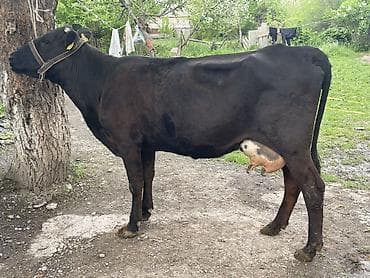 маточное молоко: Продаю | Корова (самка) | Абердин-ангус | Для молока | Привязанные — 2