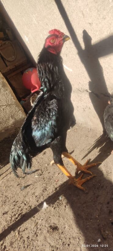 Продаю | Куры | Бойцовая | Для разведения