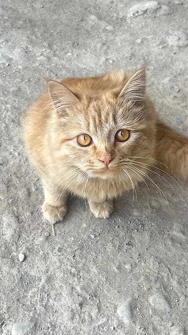 ретривер золотистый: 10 месяцев, Мальчик, Рыжий, Приучена к лотку — 3